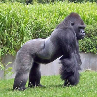Gorila Toate Animalele