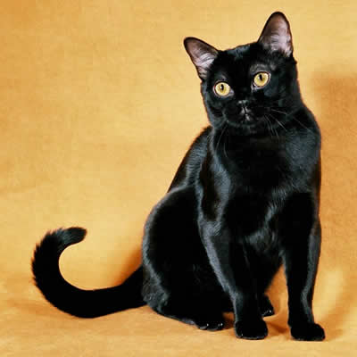 Pisica Bombay Toate Animalele
