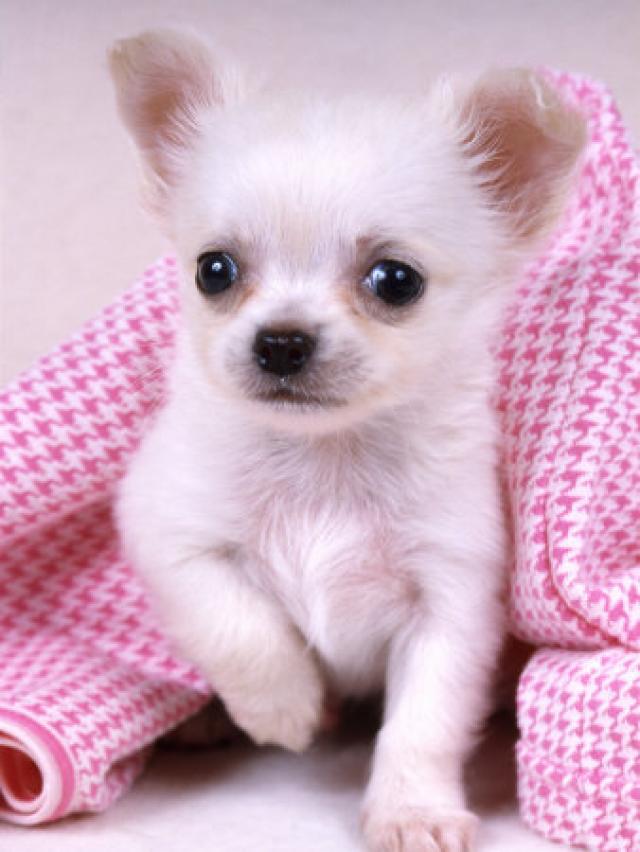 Chihuahua Toate Animalele