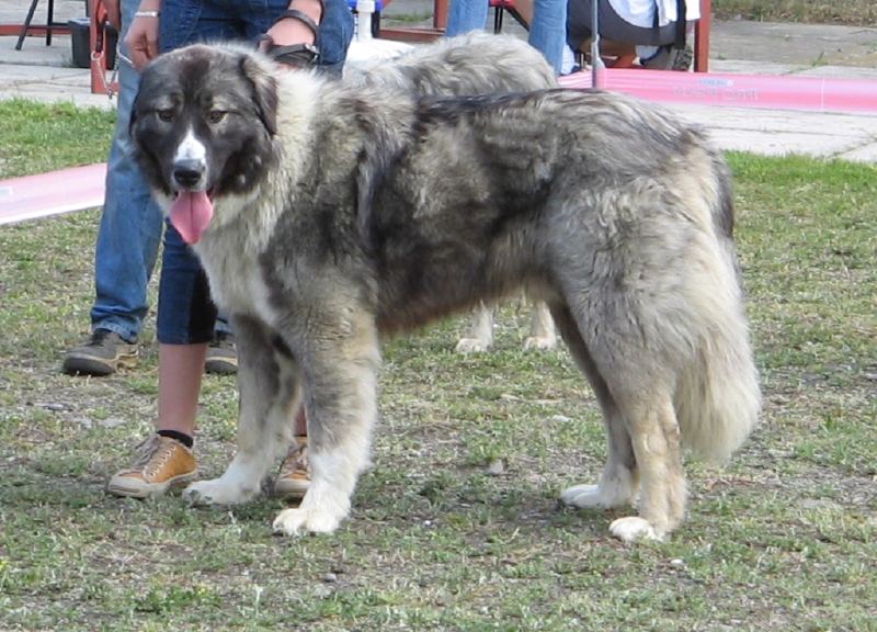 Nume De Cateluse Ciobanesti Nume De Caini Femele Ciobanesc Caucazian - Caini Romania