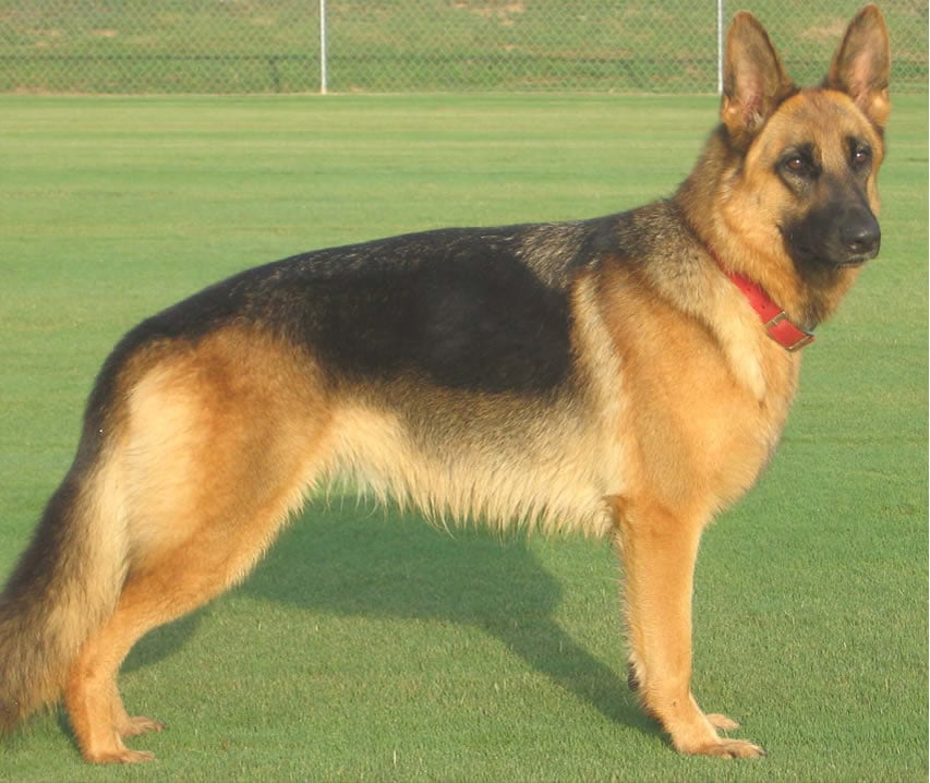 Ciobanesc German Toate Animalele