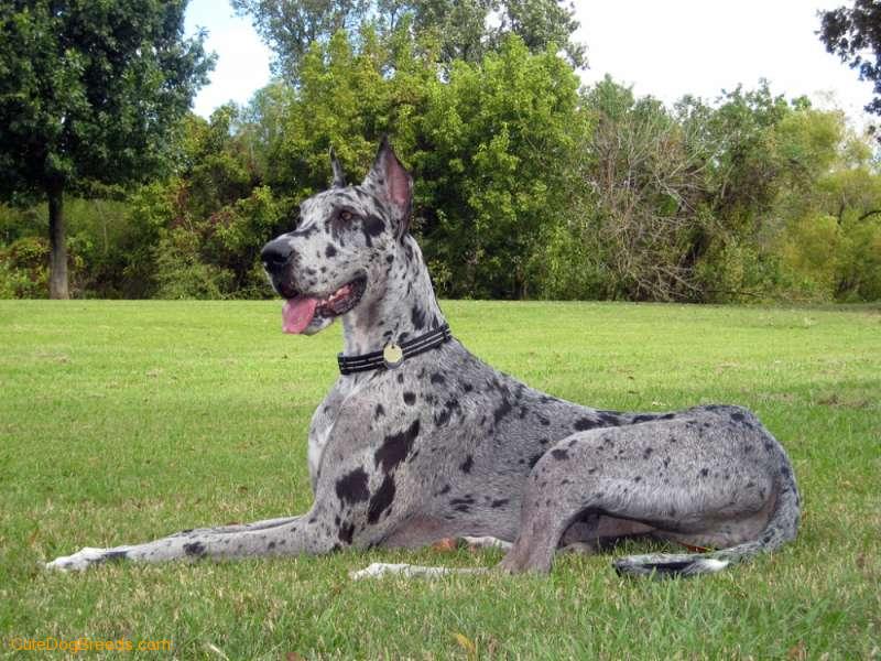 Dog German Toate Animalele