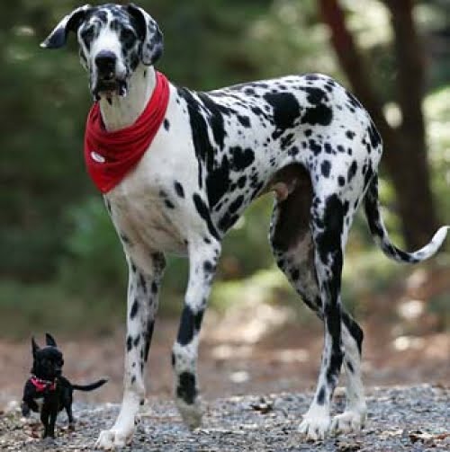 Dog German Toate Animalele