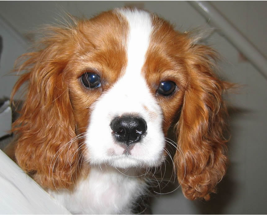 King Charles Spaniel Toate Animalele