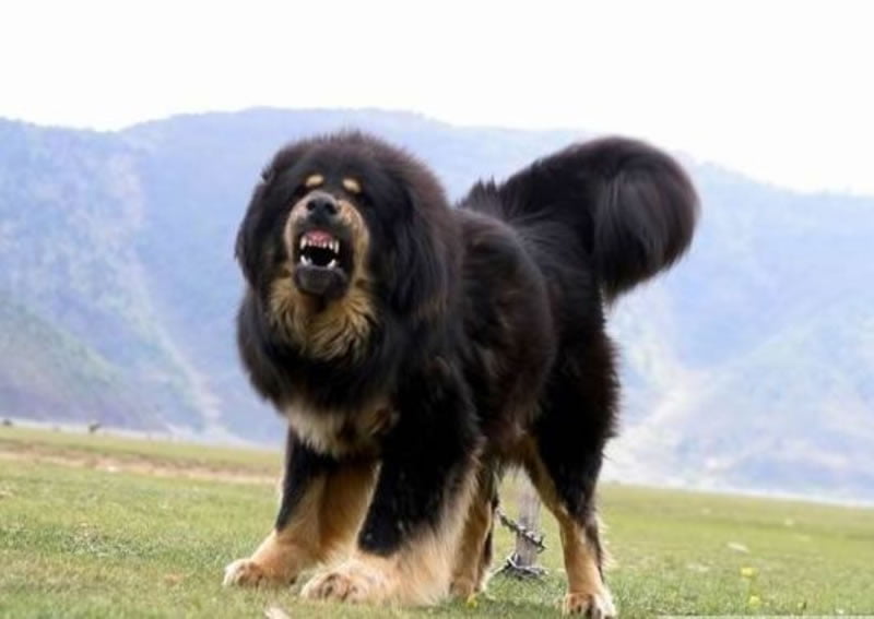 Mastiff Tibetan Toate Animalele