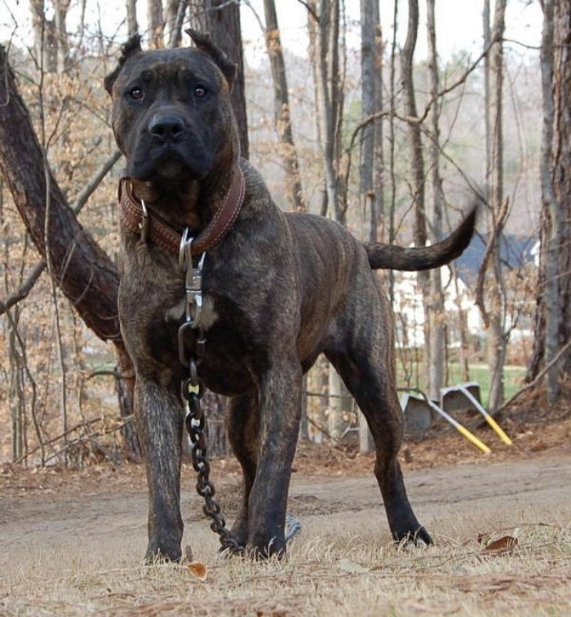 Presa Canario Toate Animalele
