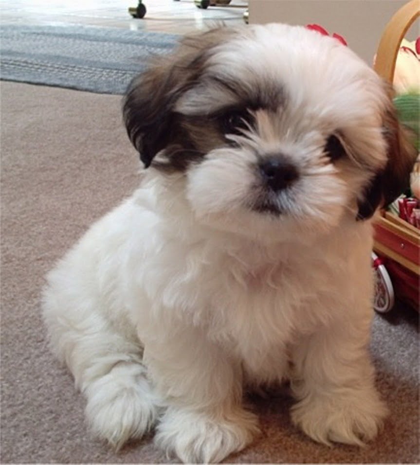 Shih Tzu Toate Animalele