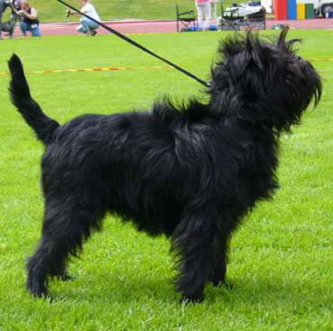 rasa caine Affenpinscher