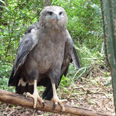 Acvila Coronata