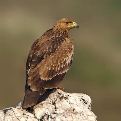 Acvila De Camp
