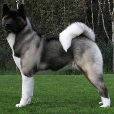 Akita American Toate Animalele