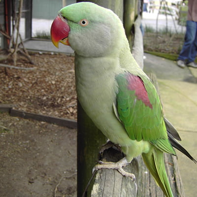 Papagalul Marele Alexander