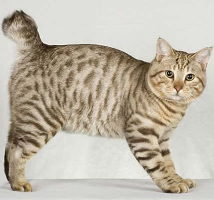 pisica American Bobtail