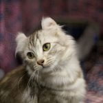 American curl pisica emotiva