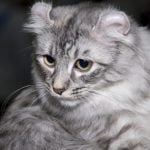 American curl pisica la panda