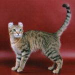 American curl pisica in picioare
