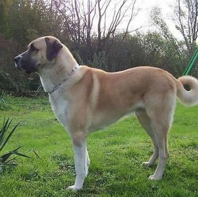 caine Anatolian Shepherd