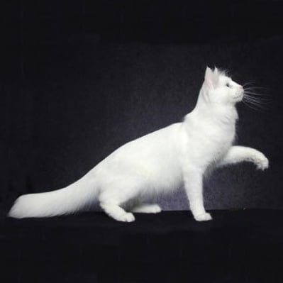 Pisica Angora Turceasca | Toate Animalele