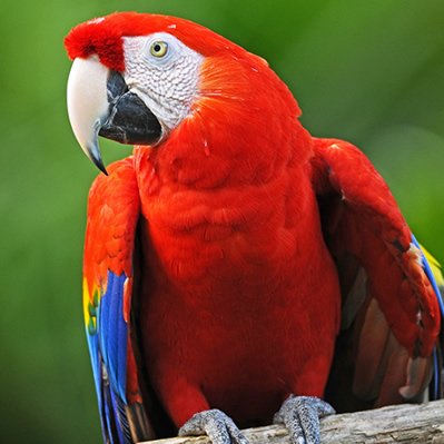 Papagalul Stacojiu Ara Scarlet