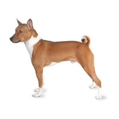 caine Basenji