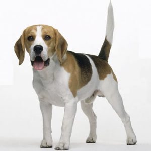 caine Beagle