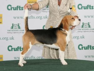 caine Beagle la expozitie