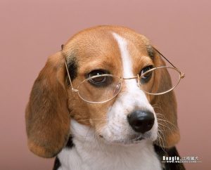 caine Beagle cu ochelari