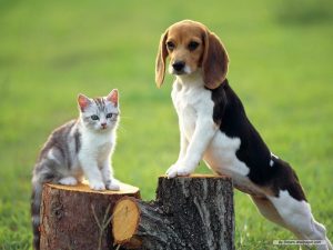 caine Beagle cu pisica