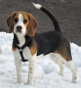 caine Beaglecu cu ham in zapada