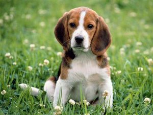 caine Beagle in iarba cu flori