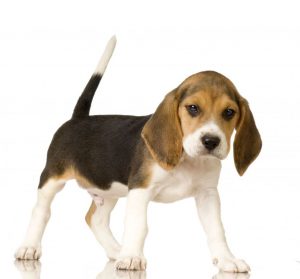 Beagle catel pui mic