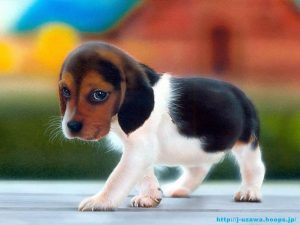 pui de caine Beagle mic