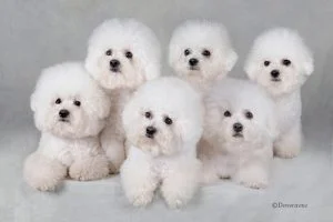 caini Bichon Frise mici albi