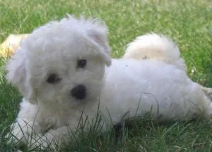 caine Bichon Frise se odihneste pe iarba