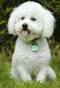 caine Bichon Frise cu medalion