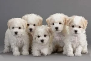 caine Bichon Frise sedinta foto pui mici
