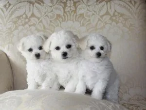 caine Bichon Frise acasa