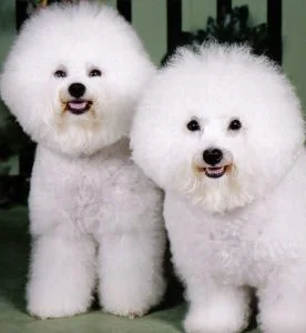 caine Bichon Frise mascul si femela