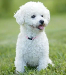 caine Bichon Frise scoate limba
