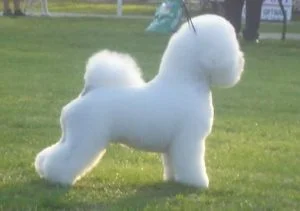 caine Bichon Frise in lesa cu spatele