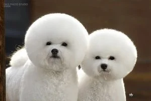 caine Bichon Frise tuns rotund