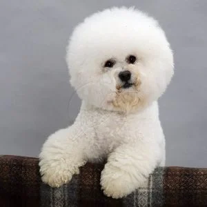 caine Bichon Frise cu labele pe masa