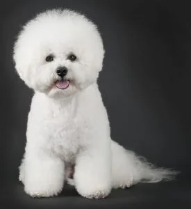 caine Bichon Frise poza profil