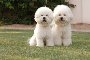 caine Bichon Frise cu perechea in parc
