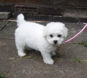 caine Bichon Frise pui mic in lesa