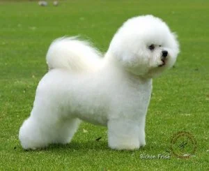caine Bichon Frise in parc