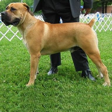 caine Boerboel