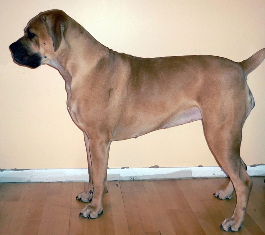 Boerboel caine mare