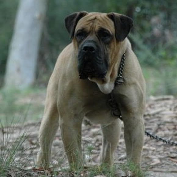 https://www.toateanimalele.ro/wp-content/uploads/2016/05/Boerboel5.jpg