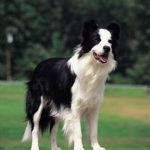 caine Border collie frumos in picioare